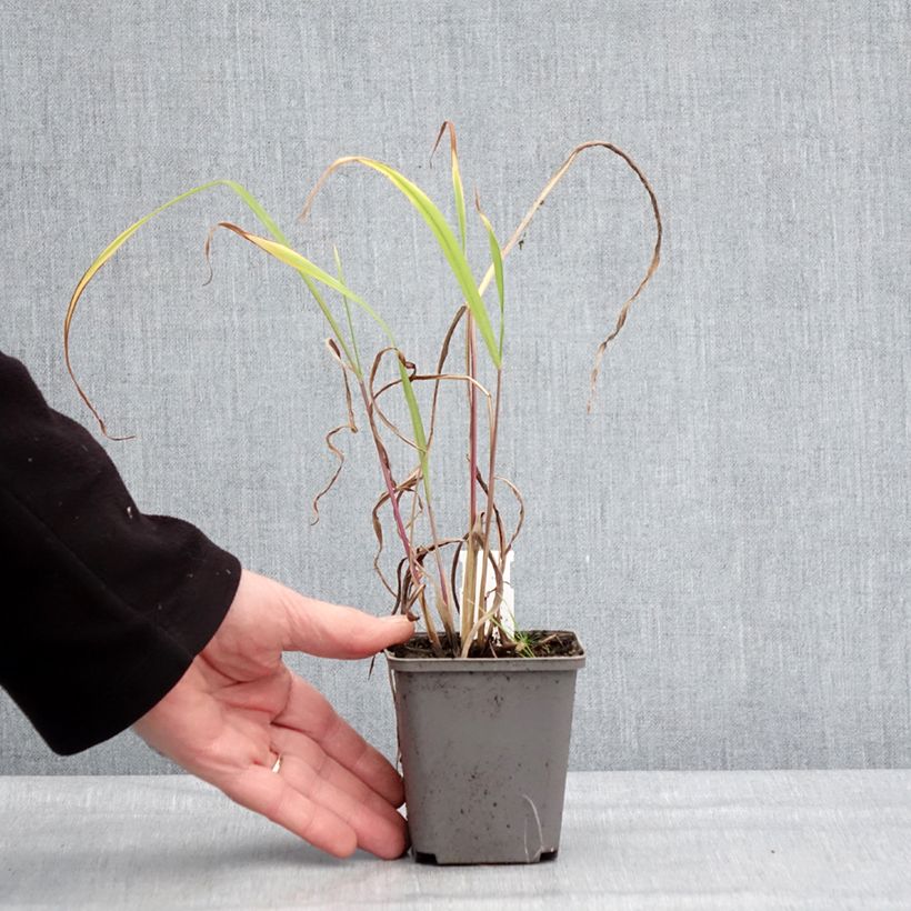 Miscanthus nepalensis Vasetto da 8/9 cm esemplare consegnato in inverno