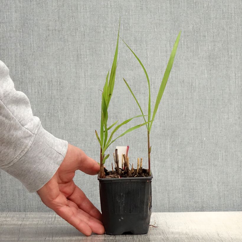 Miscanthus sacchariflorus Vasetto da 8/9 cm esemplare consegnato in primavera