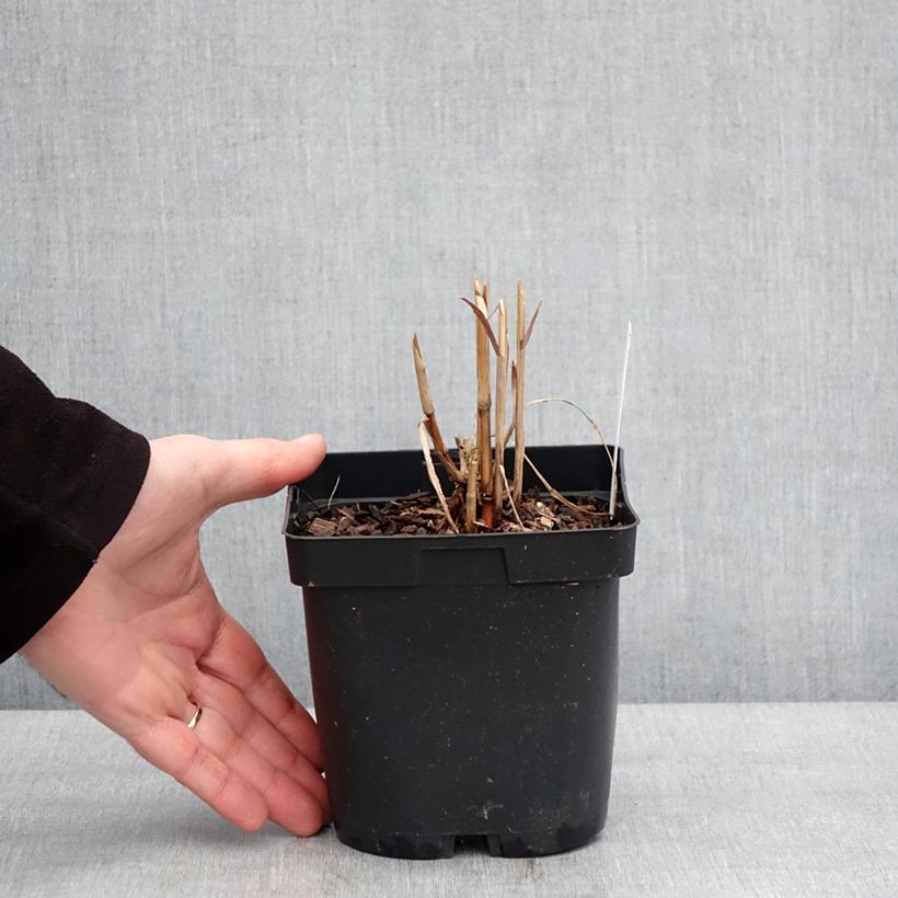 Miscanthus sacchariflorus Vaso da 2L/3L esemplare consegnato in inverno