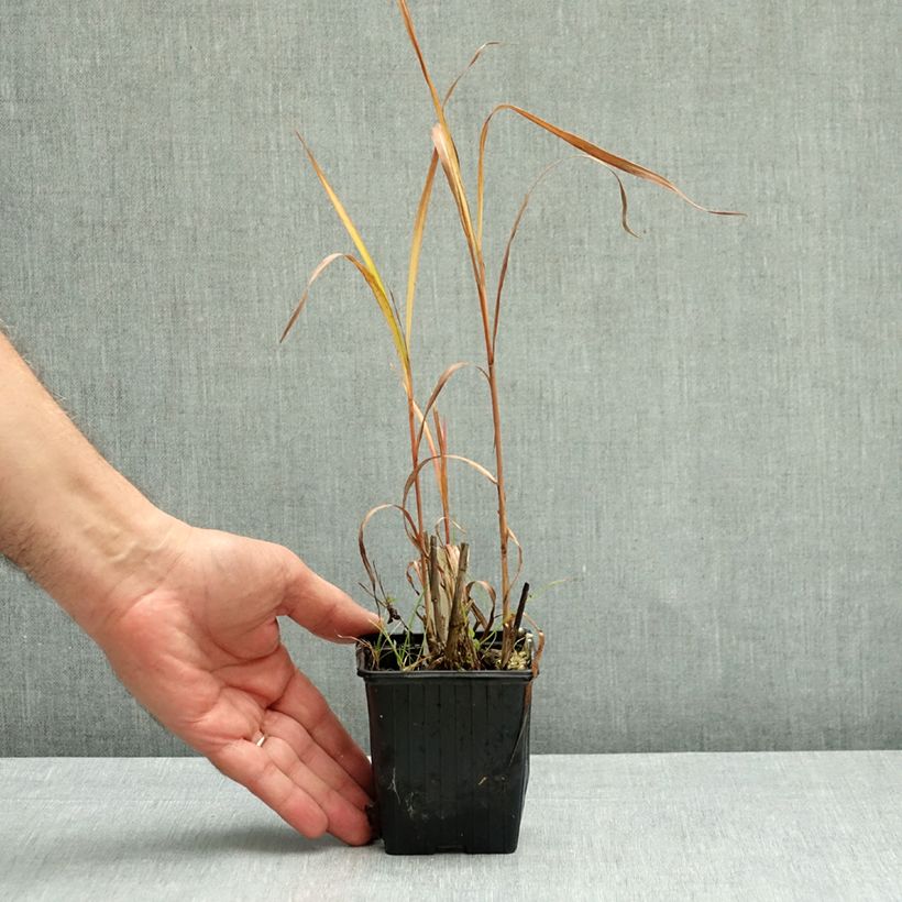Esemplare di Miscanthus sacchariflorus Vasetto da 8/9 cm come consegnato in autunno
