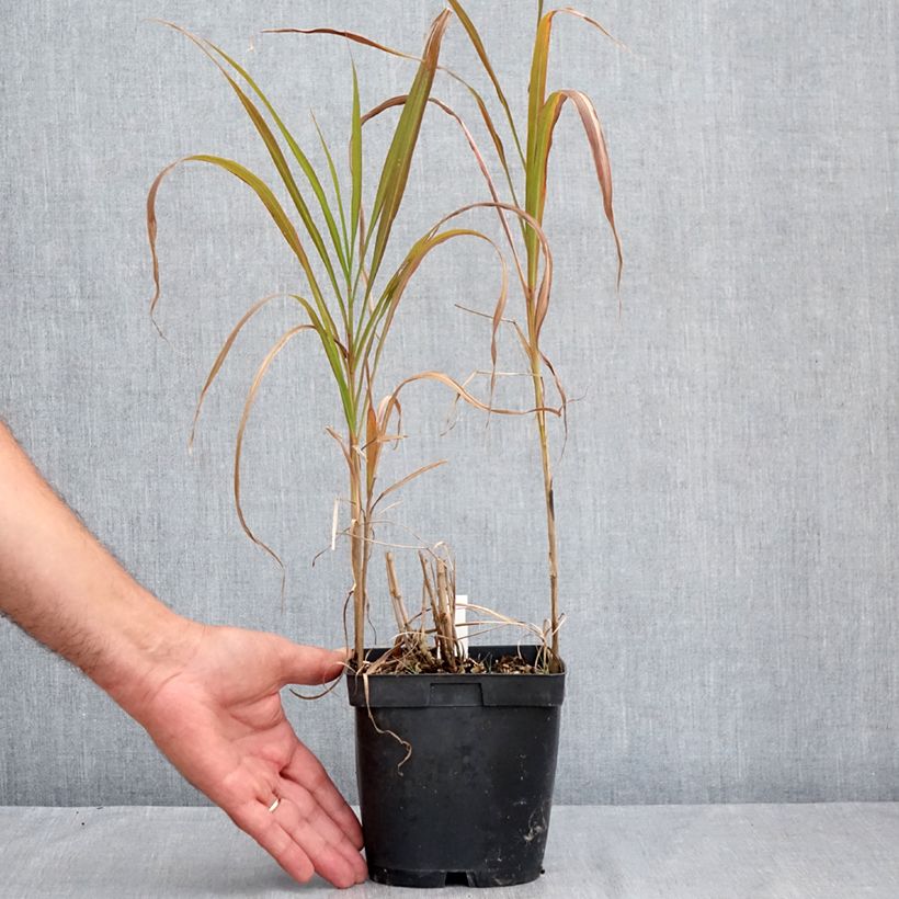 Esemplare di Miscanthus sacchariflorus Vaso da 2L/3L consegnato in estate