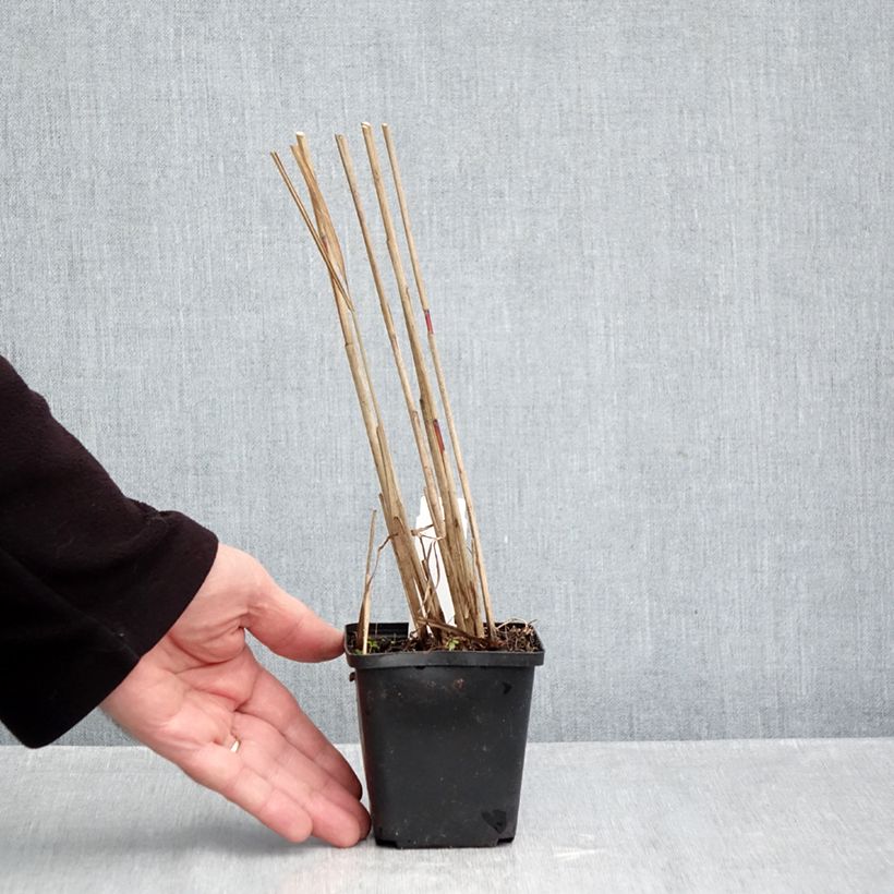 Esemplare di Miscanthus sinensis Afrika - Eulalie - Roseau de Chine Godet de 8/9 cm come consegnato in autunno
