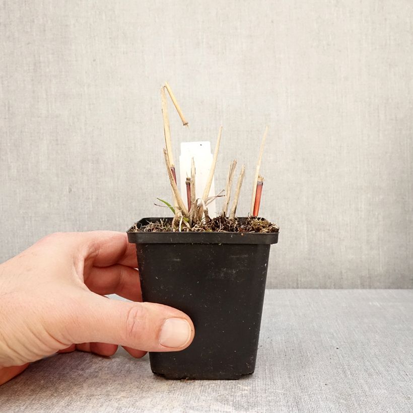 Miscanthus sinensis Afrika Vasetto da 8/9 cm esemplare consegnato in primavera
