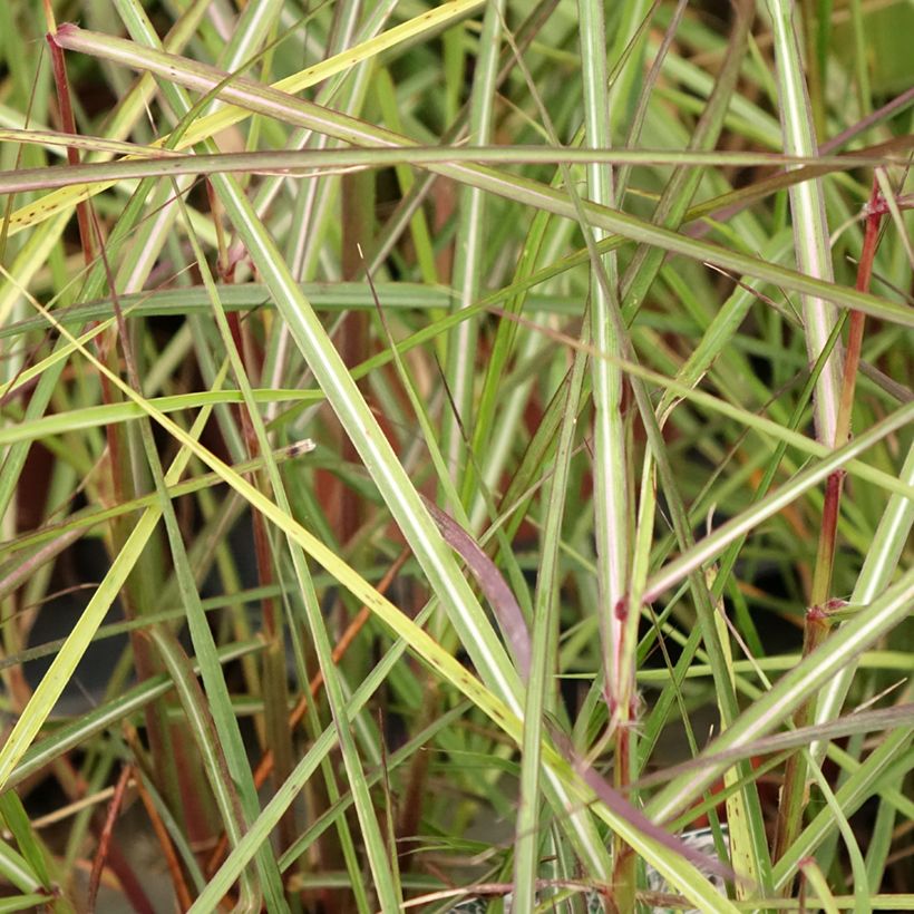 Miscanthus sinensis Aperitiv (Fogliame)
