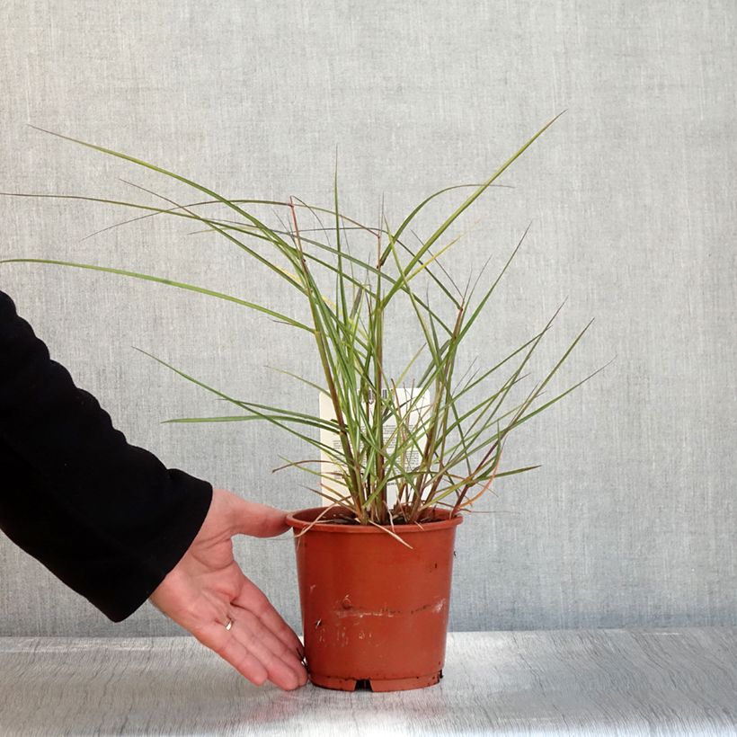Esemplare di Miscanthus sinensis Aperitiv Vaso da 1L/1,5L come consegnato in autunno