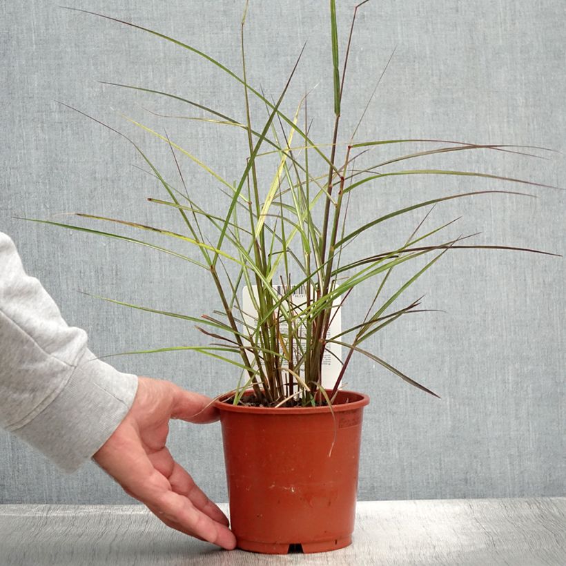 Esemplare di Miscanthus sinensis Aperitiv Vaso da 1L/1,5L consegnato in estate