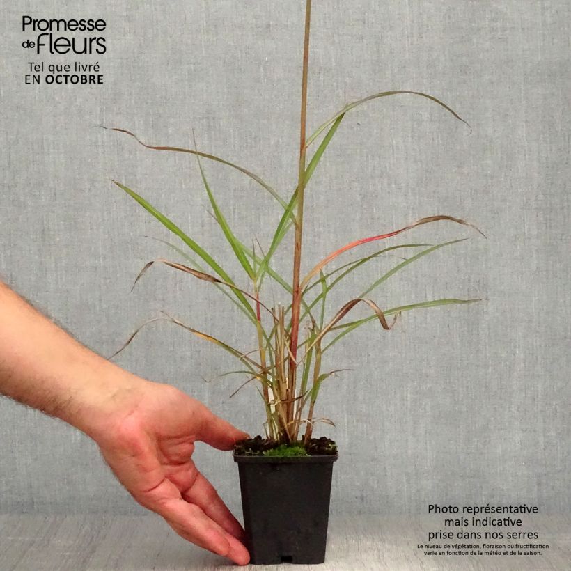 Esemplare di Miscanthus sinensis Boucle Vaso da 1,5L/2L come consegnato in autunno
