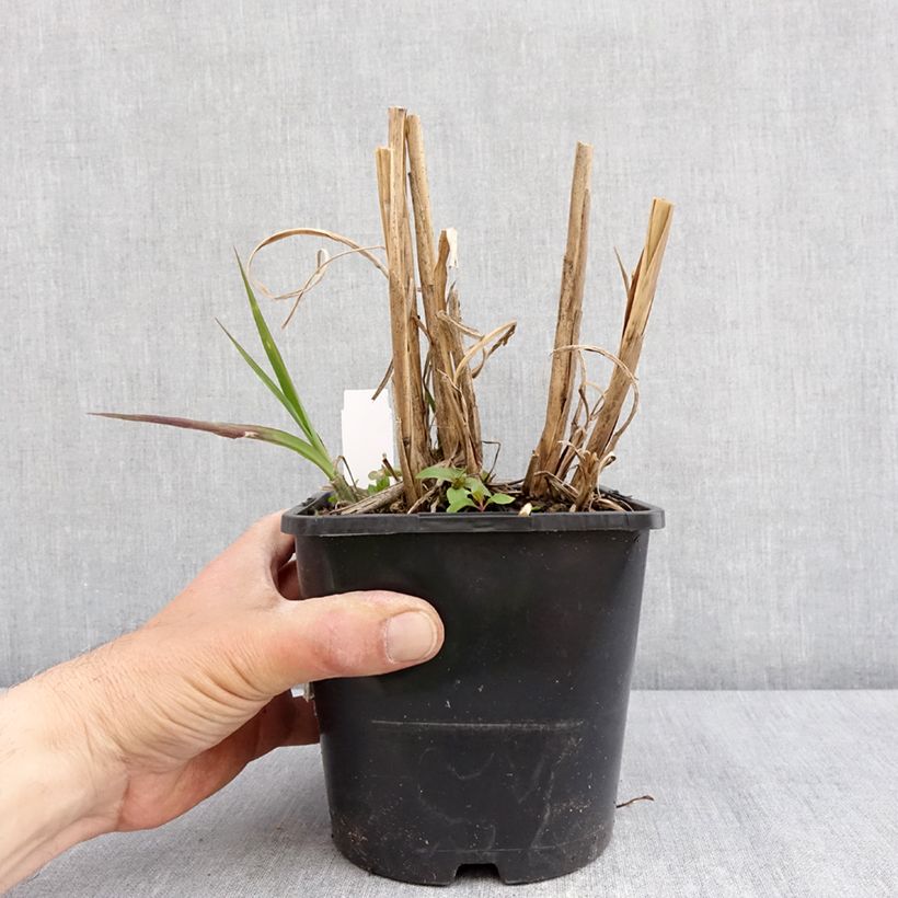 Miscanthus sinensis Boucle Vaso da 1,5L/2L esemplare consegnato in primavera