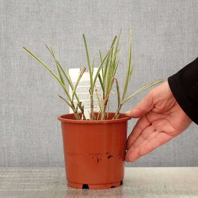 Miscanthus sinensis Cabaret Vaso da 1L/1,5L esemplare consegnato in primavera