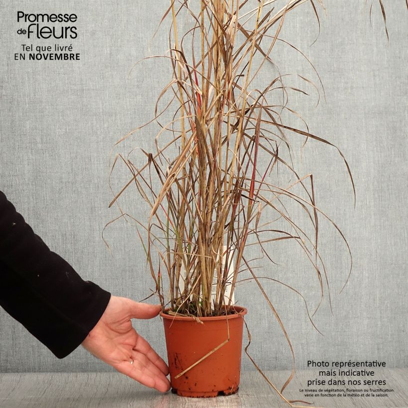 Esemplare di Miscanthus sinensis China Vaso da 1L/1,5L come consegnato in autunno