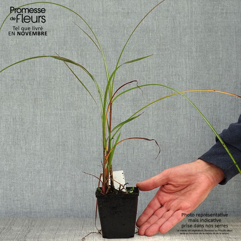 Esemplare di Miscanthus sinensis China Vasetto da 8/9 cm come consegnato in autunno