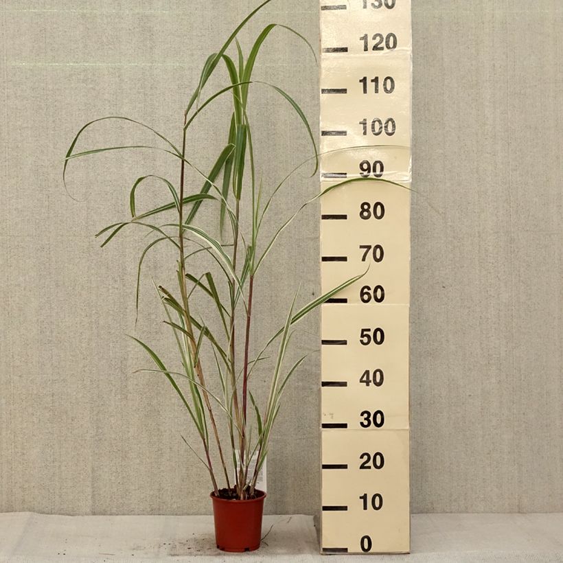 Esemplare di Miscanthus sinensis Cosmopolitan Vaso da 1L/1,5L come consegnato in autunno