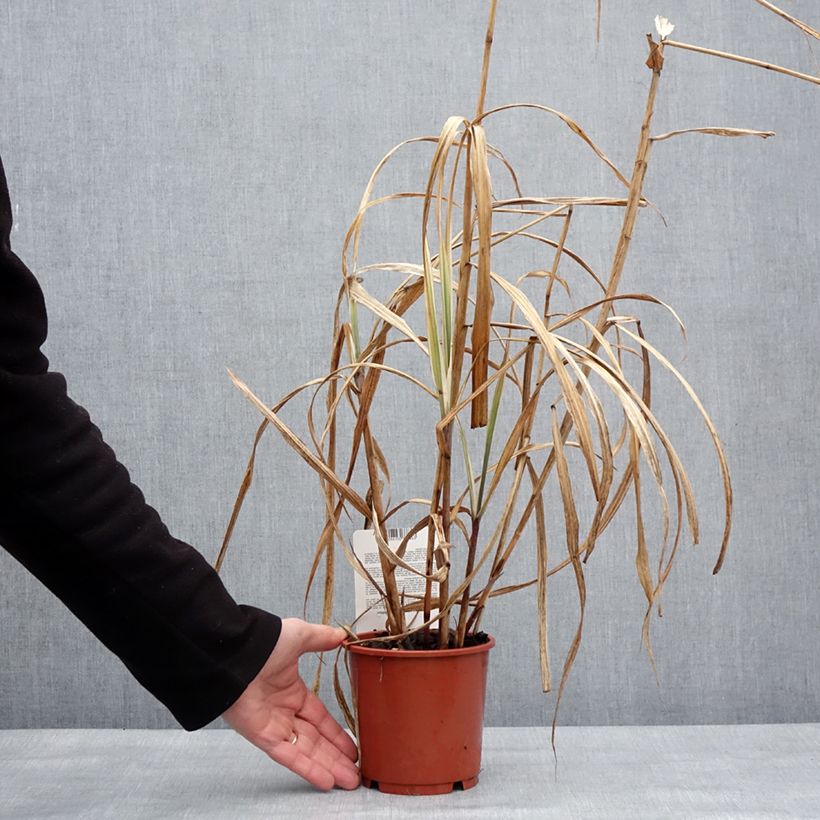 Miscanthus sinensis Cosmopolitan Vaso da 1L/1,5L esemplare consegnato in inverno