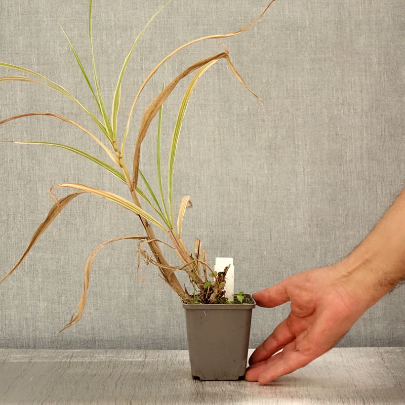 Esemplare di Miscanthus sinensis Cosmopolitan Vasetto da 8/9 cm come consegnato in autunno
