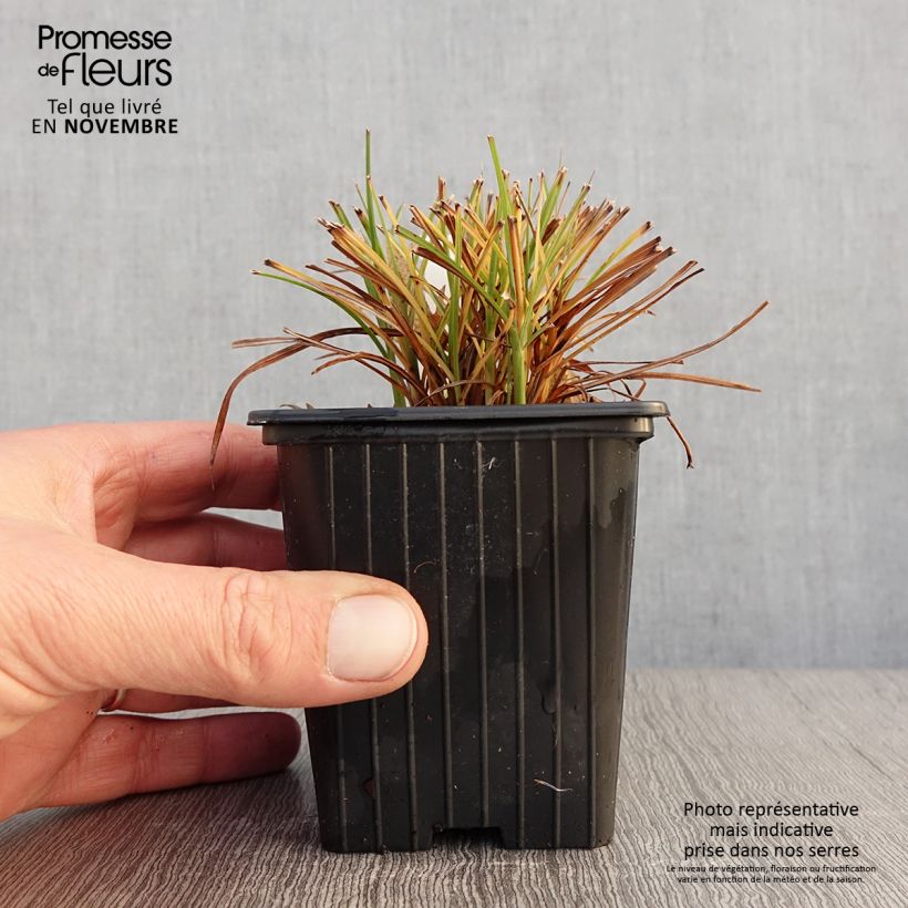Esemplare di Miscanthus sinensis Cute One Vasetto da 8/9 cm come consegnato in autunno