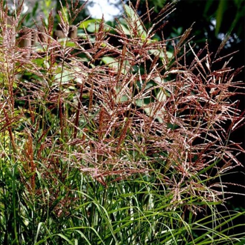 Miscanthus sinensis Dronning Ingrid (Fioritura)