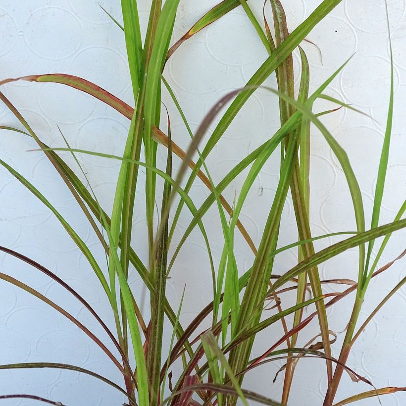 Miscanthus sinensis Dronning Ingrid (Fogliame)
