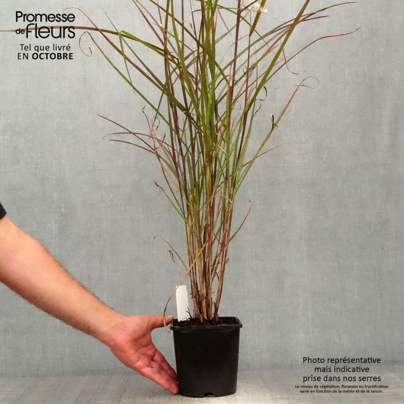 Esemplare di Miscanthus sinensis Dronning Ingrid Vasetto da 8/9 cm come consegnato in autunno