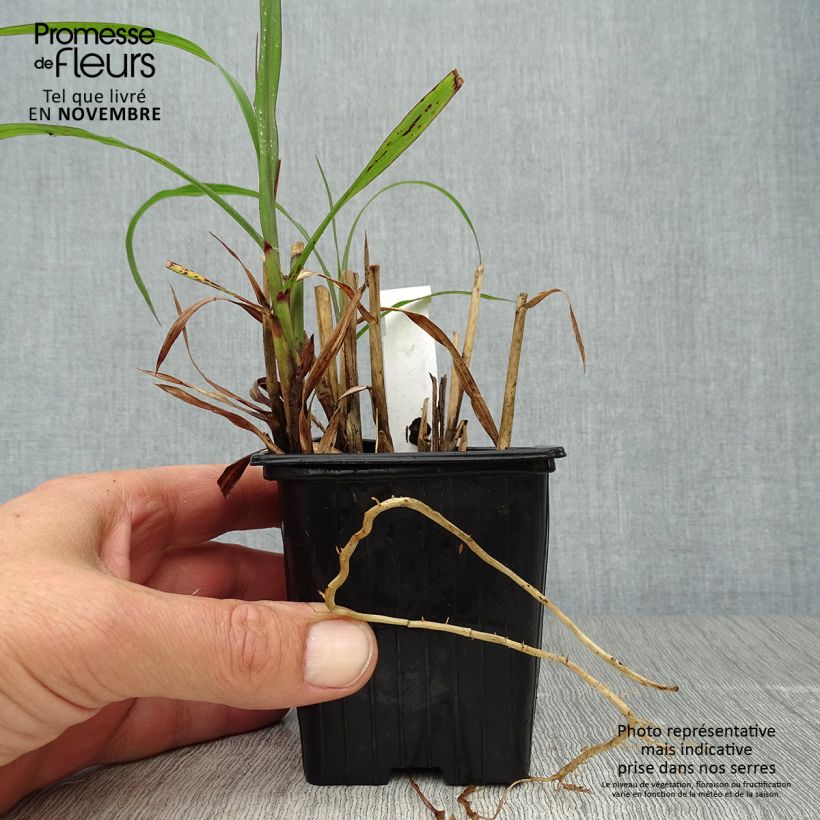 Esemplare di Miscanthus sinensis Emmanuel Lepage Vasetto da 8/9 cm come consegnato in autunno