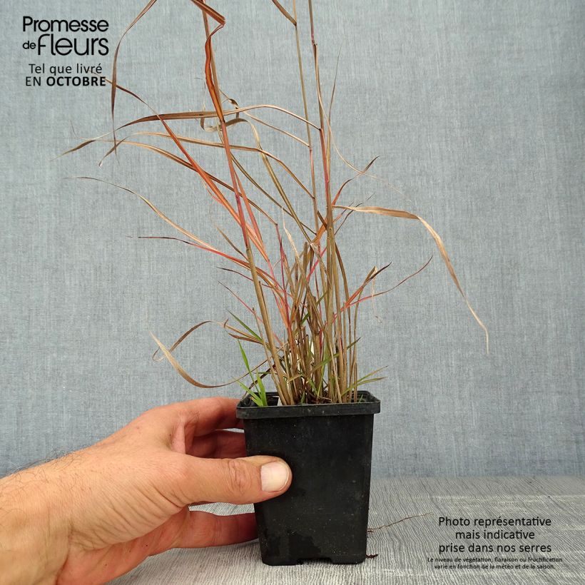 Esemplare di Miscanthus sinensis Ferner Osten Vasetto da 8/9 cm come consegnato in autunno