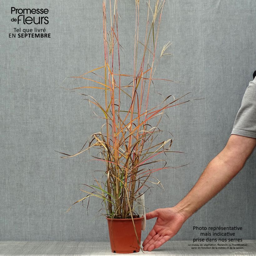 Esemplare di Miscanthus sinensis Ferner Osten Vaso da 1L/1,5L come consegnato in autunno