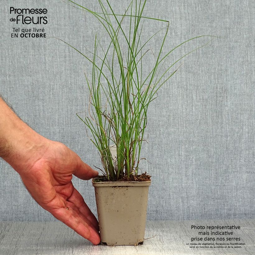 Esemplare di Miscanthus sinensis Flamingo Vasetto da 8/9 cm come consegnato in autunno