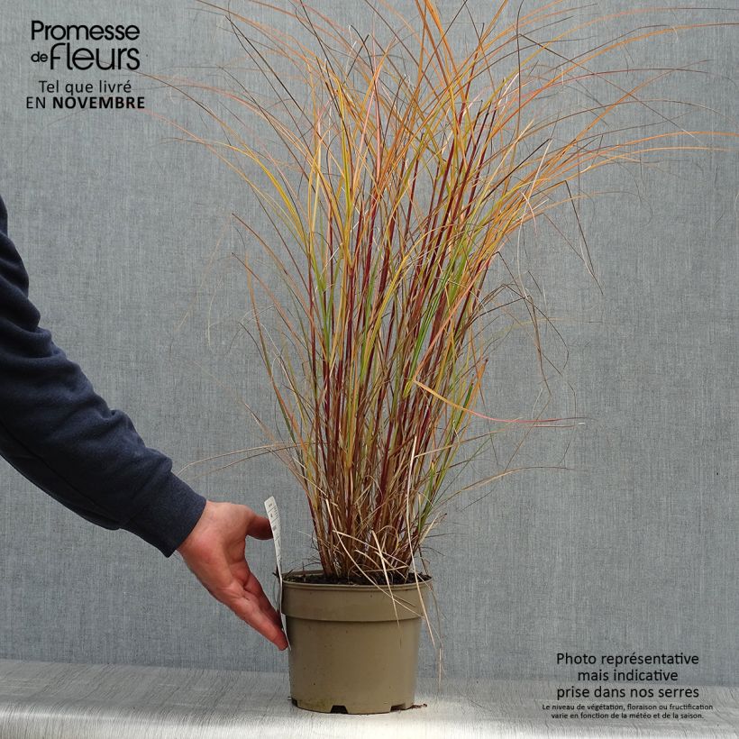Esemplare di Miscanthus sinensis Flamingo Vaso da 2L/3L come consegnato in autunno