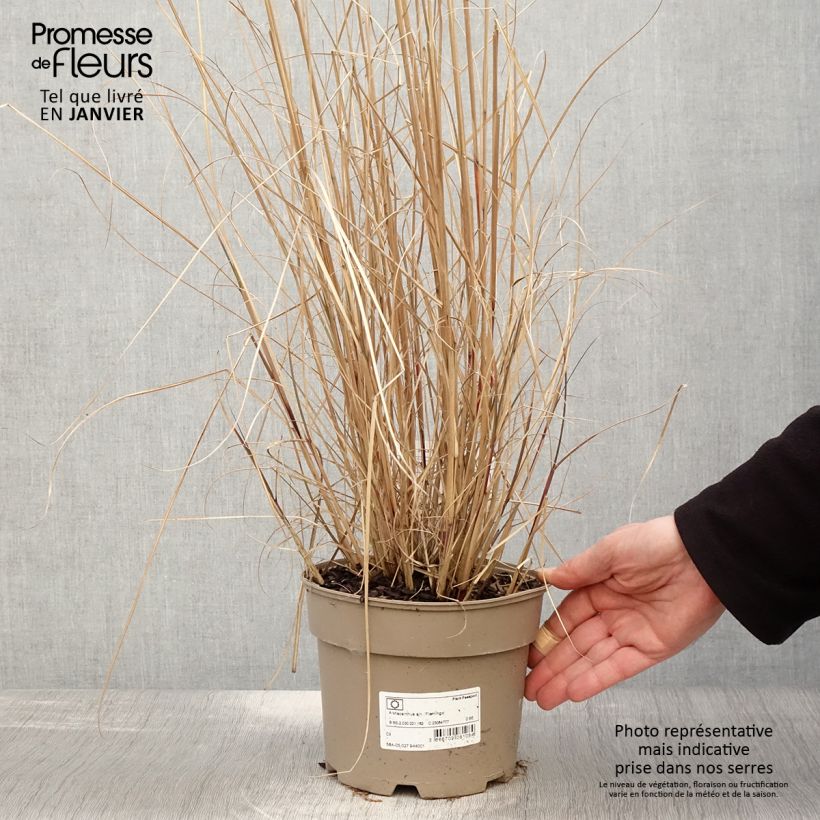 Miscanthus sinensis Flamingo Vaso da 2L/3L esemplare consegnato in inverno