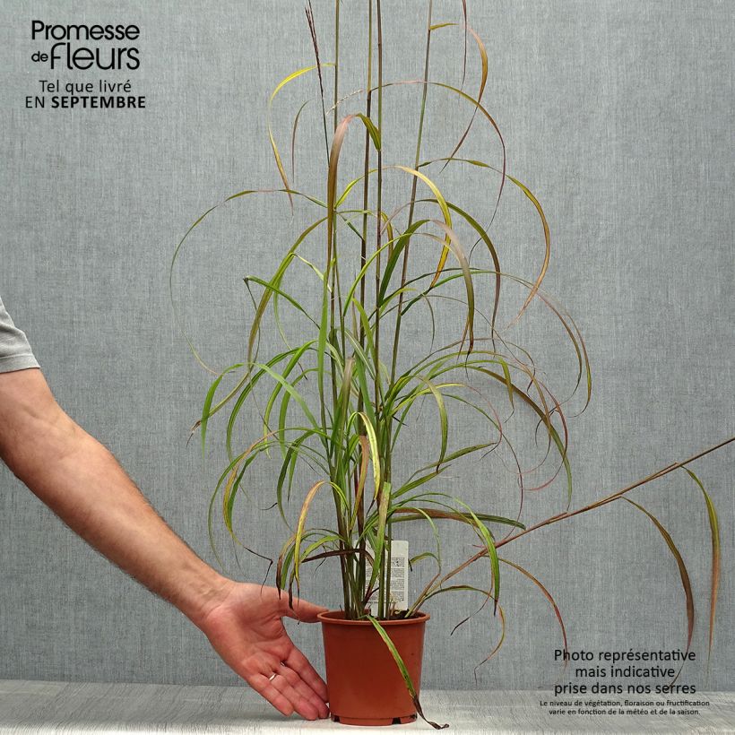 Esemplare di Miscanthus sinensis Ghana Vaso da 1L/1,5L come consegnato in autunno