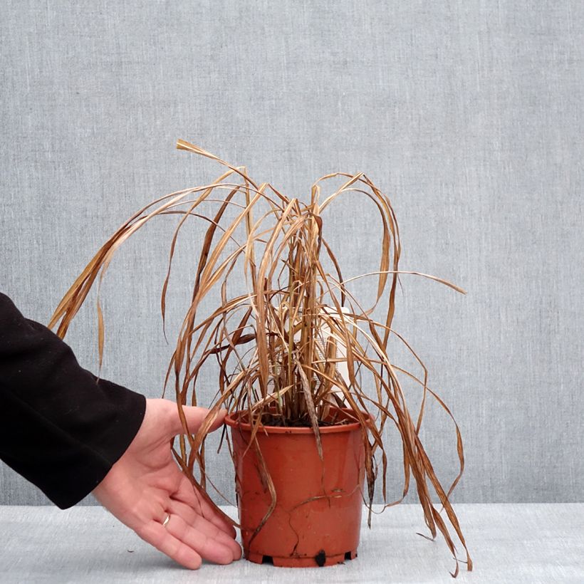 Miscanthus sinensis Ghana Vaso da 1L/1,5L esemplare consegnato in inverno