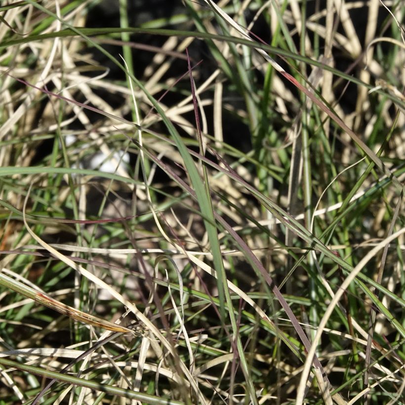 Miscanthus sinensis Gnom (Fogliame)