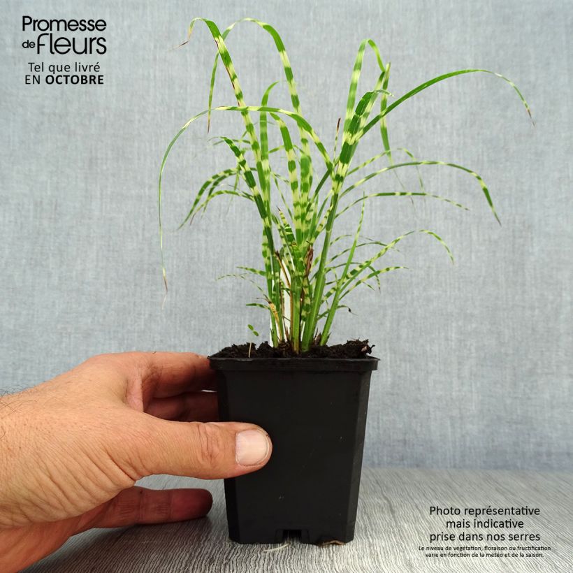 Esemplare di Miscanthus sinensis Gold Bar Vasetto da 8/9 cm come consegnato in autunno