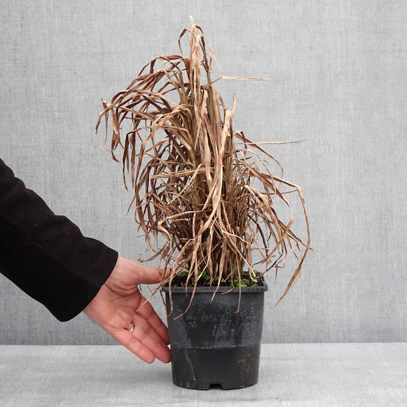 Miscanthus sinensis Gold Bar Vaso da 2L/3L esemplare consegnato in inverno