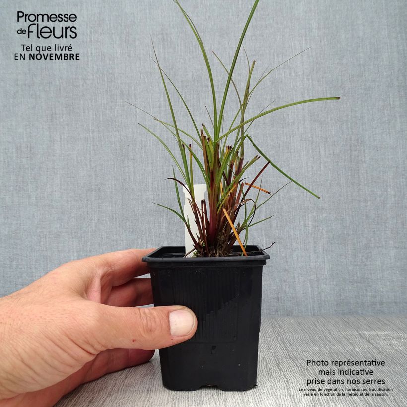 Esemplare di Miscanthus sinensis Gracillimus Vasetto da 8/9 cm come consegnato in autunno