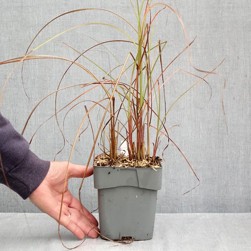 Esemplare di Miscanthus sinensis Gracillimus Vaso da 2L/3L come consegnato in autunno