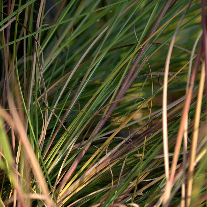 Miscanthus sinensis Gracillimus (Fogliame)