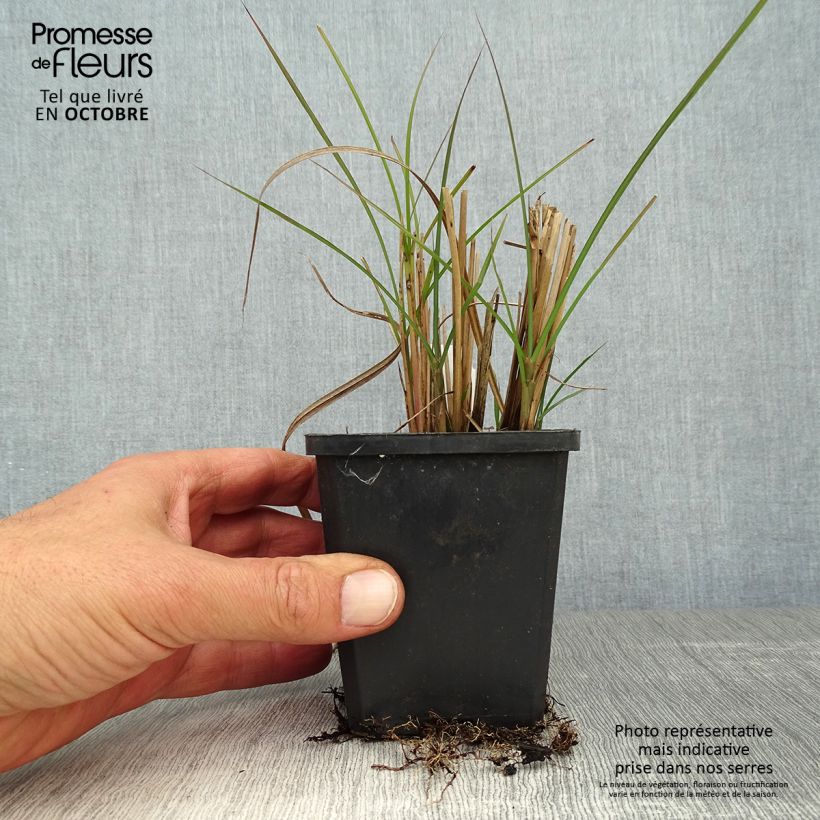Esemplare di Miscanthus sinensis Graziella Vasetto da 8/9 cm come consegnato in autunno
