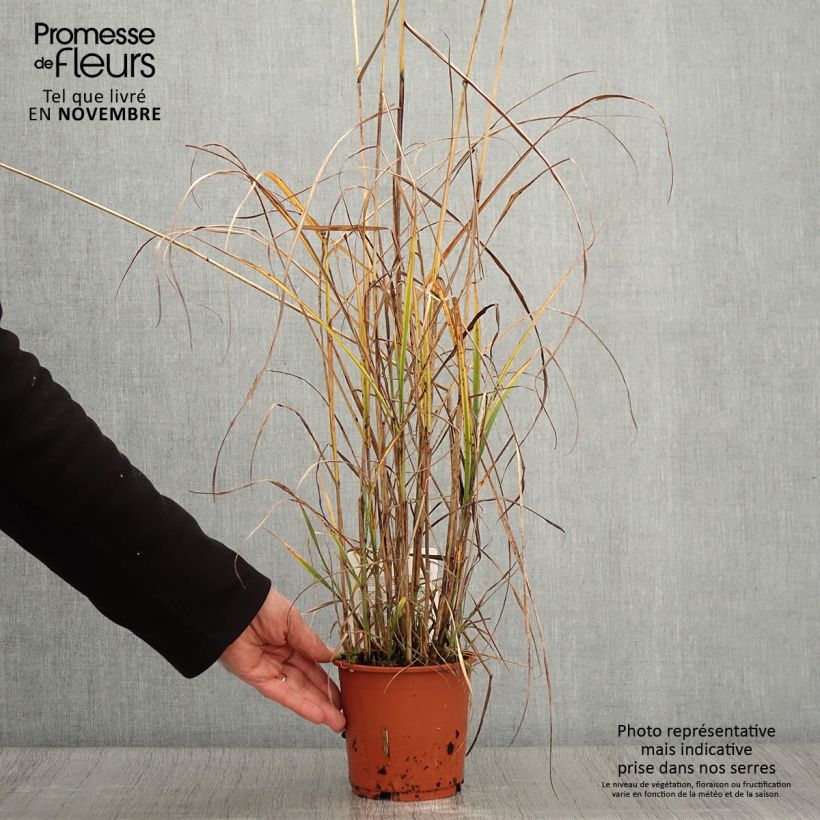 Esemplare di Miscanthus sinensis Kaskade Vaso da 1L/1,5L come consegnato in autunno