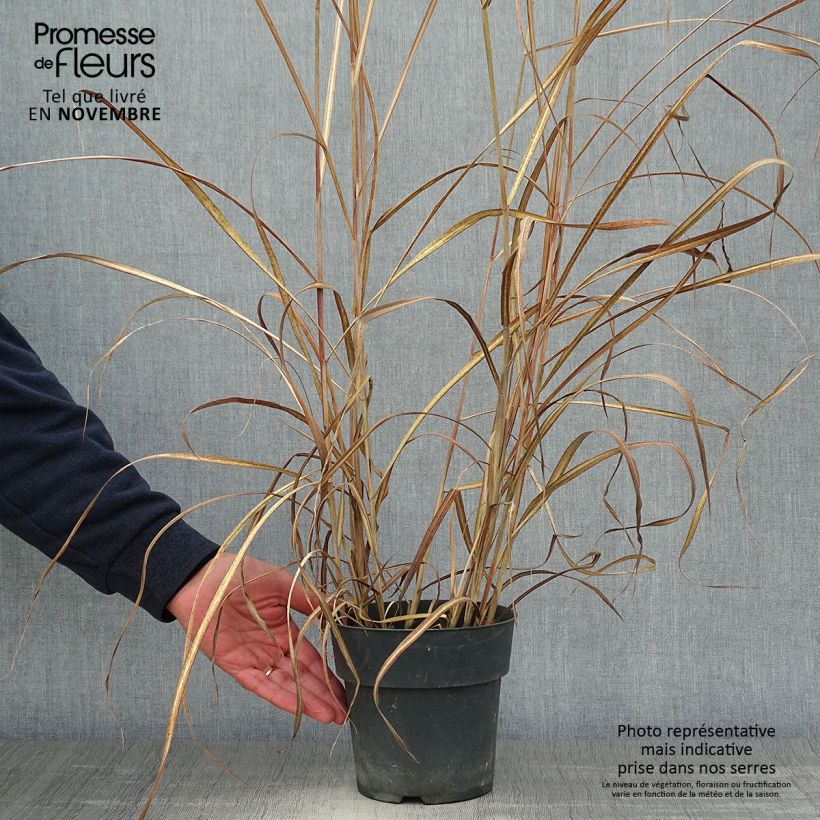 Esemplare di Miscanthus sinensis Kleine Fontäne Vaso da 3L/4L come consegnato in autunno