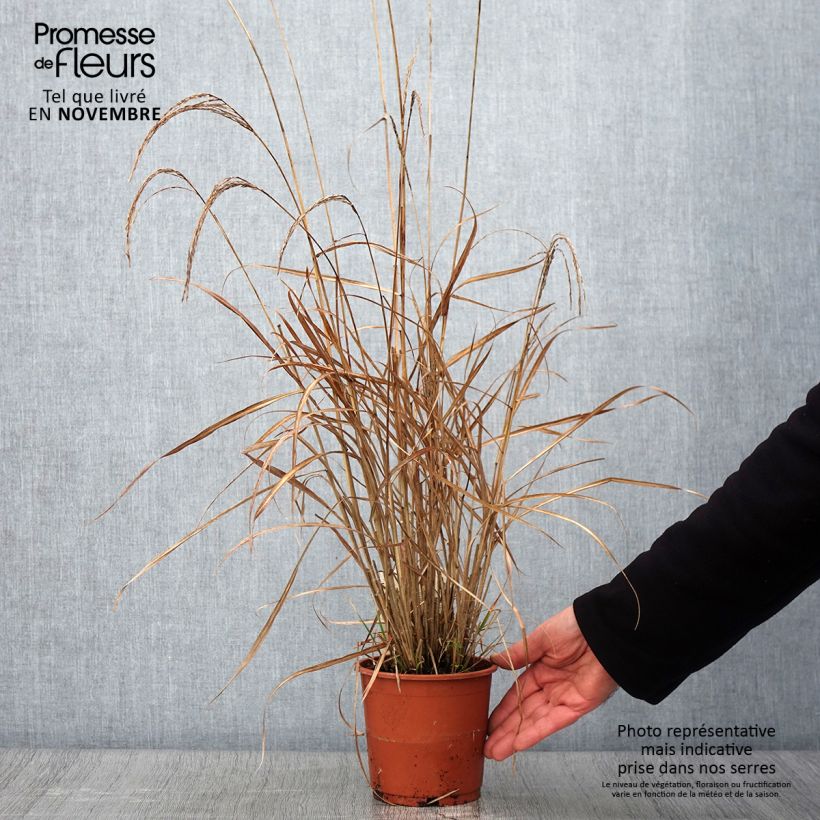 Esemplare di Miscanthus sinensis Kleine Silberspinne Vaso da 1L/1,5L come consegnato in autunno