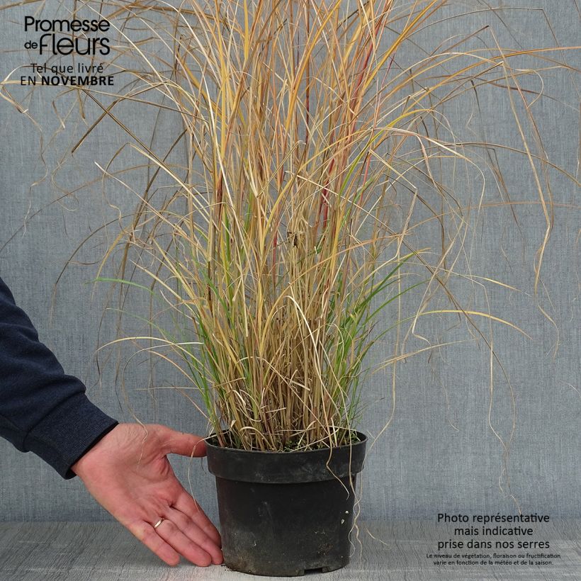 Esemplare di Miscanthus sinensis Kleine Silberspinne Vaso da 4L/5L come consegnato in autunno