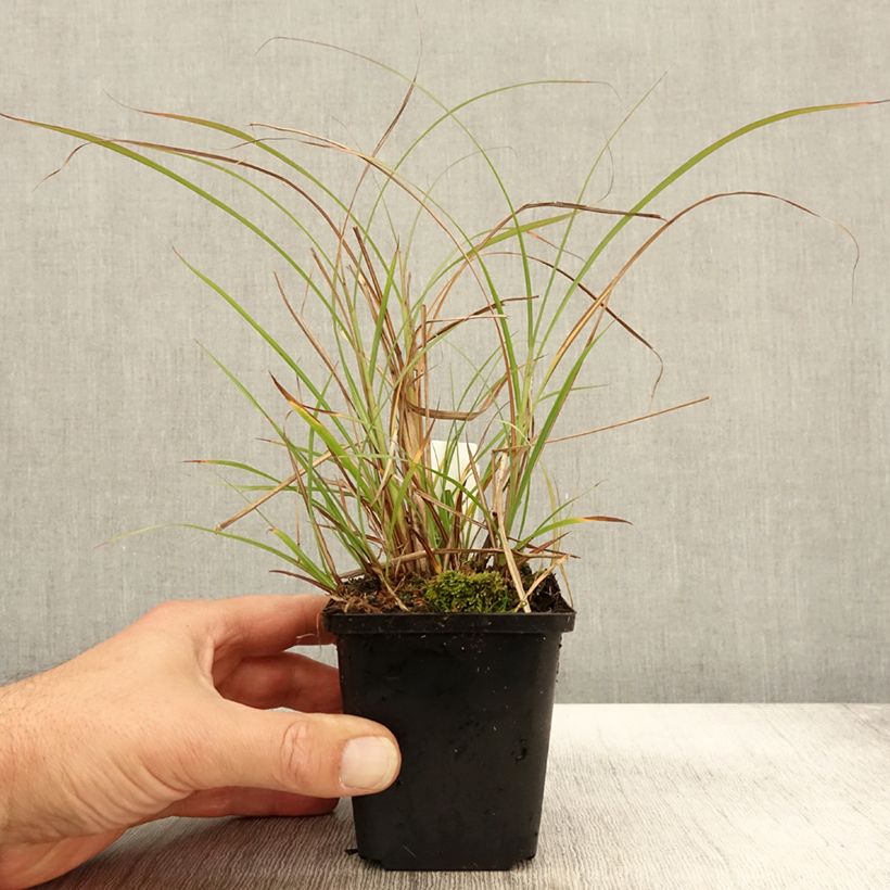 Esemplare di Miscanthus sinensis Krater Vasetto da 8/9 cm come consegnato in autunno