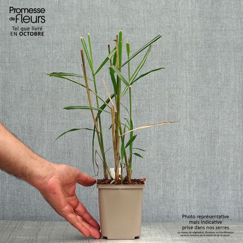 Esemplare di Miscanthus sinensis Malepartus Vasetto da 8/9 cm come consegnato in autunno