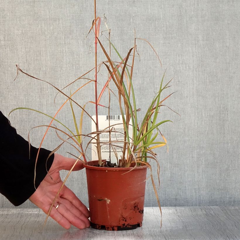 Esemplare di Miscanthus sinensis Malepartus Vaso da 1L/1,5L come consegnato in autunno