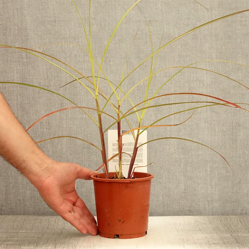 Esemplare di Miscanthus sinensis Malepartus Vaso da 1L/1,5L consegnato in estate