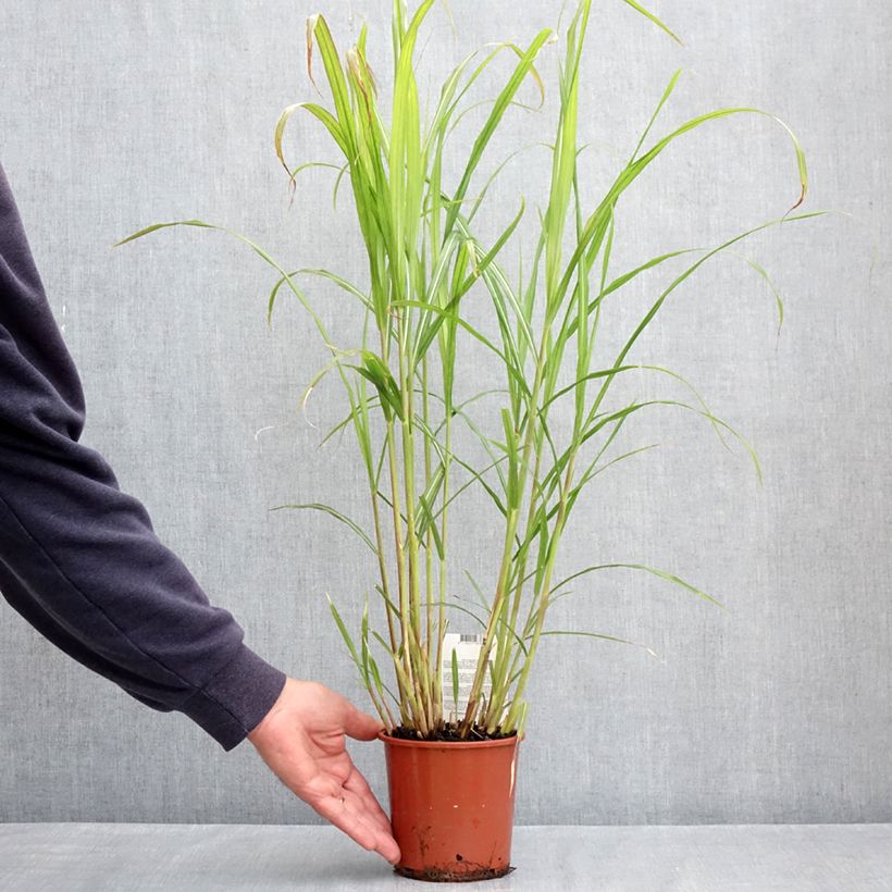 Miscanthus sinensis Malepartus Vaso da 1L/1,5L esemplare consegnato in primavera