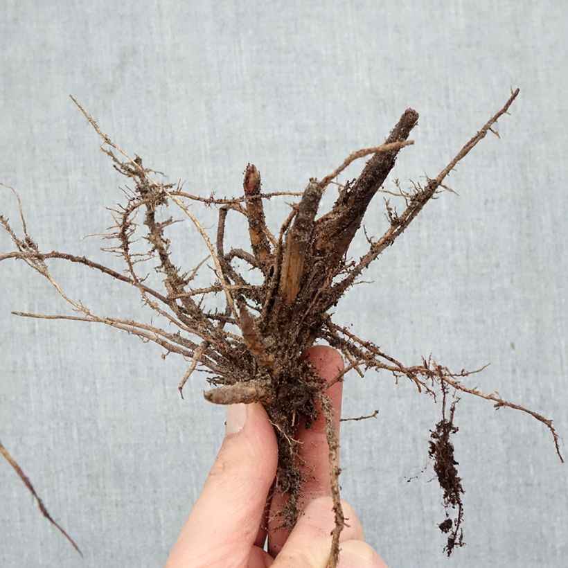 Miscanthus sinensis Malepartus Piante piccole a radice nuda esemplare consegnato in inverno
