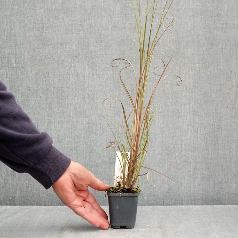 Esemplare di Miscanthus sinensis Morning Bright Vasetto da 8/9 cm come consegnato in autunno