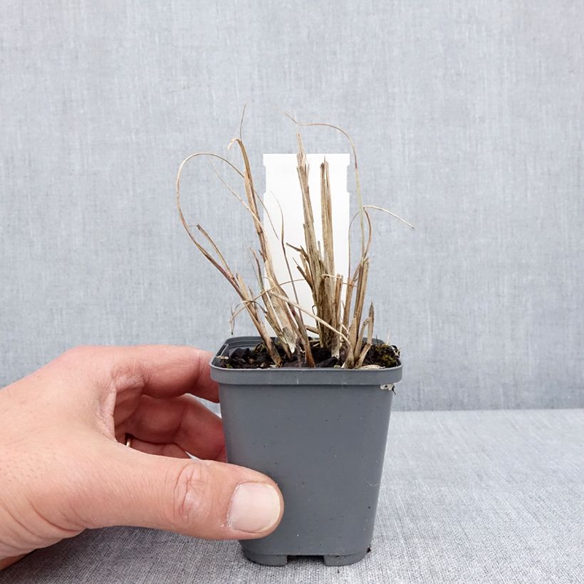 Miscanthus sinensis Morning Bright Vasetto da 8/9 cm esemplare consegnato in primavera