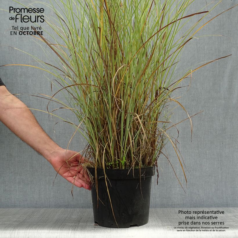 Esemplare di Miscanthus sinensis Morning Light Vaso da 7,5L/10L come consegnato in autunno